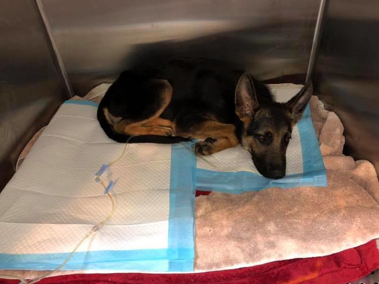 Parvovirus Charlie